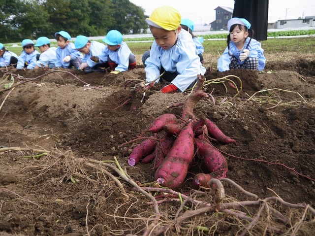 さつまいもを掘る園児
